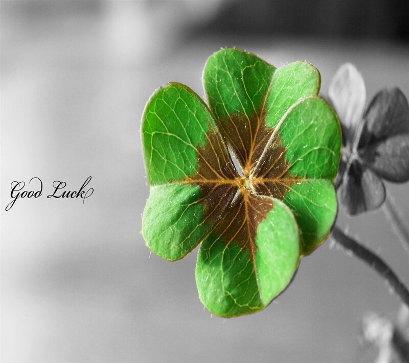Four-leaf Clover — Green, Calm, Photograph, Text, Stem