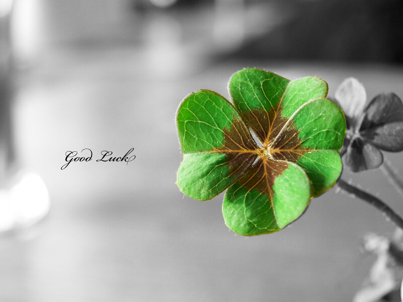 Four-leaf Clover — Green, Calm, Photograph, Text