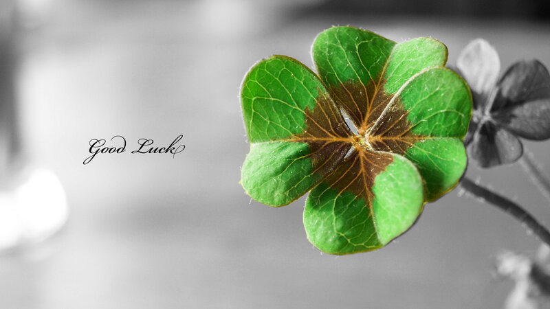 Four-leaf Clover — Green, Calm, Photograph