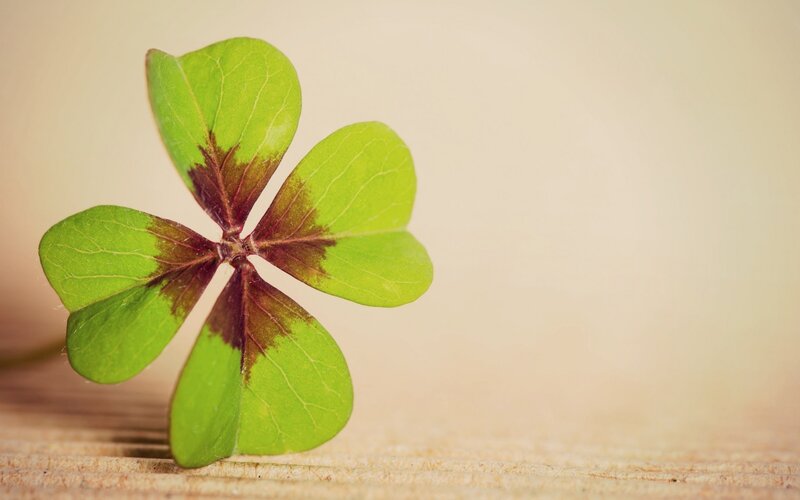 Four-leaf Clover — Green, Calm, Photograph, Wood