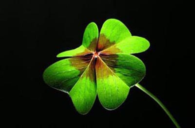 Four-leaf Clover — Green, Dramatic