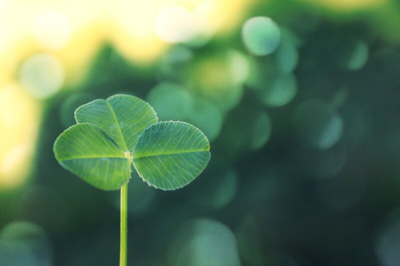 Four-leaf Clover — Green, Serene, Morning, Photograph