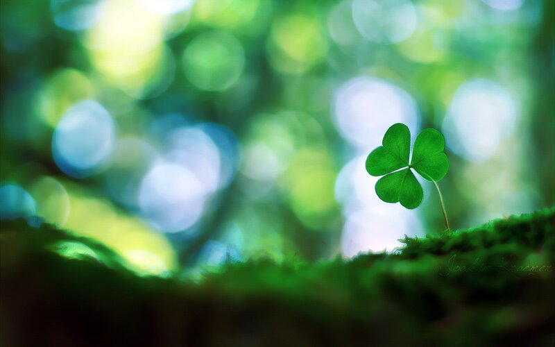 Four-leaf Clover — Green, Serene, Photograph, Moss
