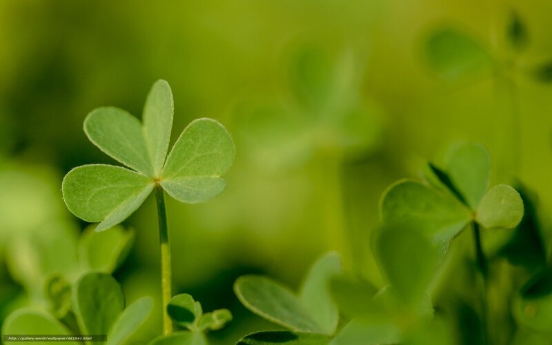 Four-leaf Clover — Green, Serene, Photograph, Plant