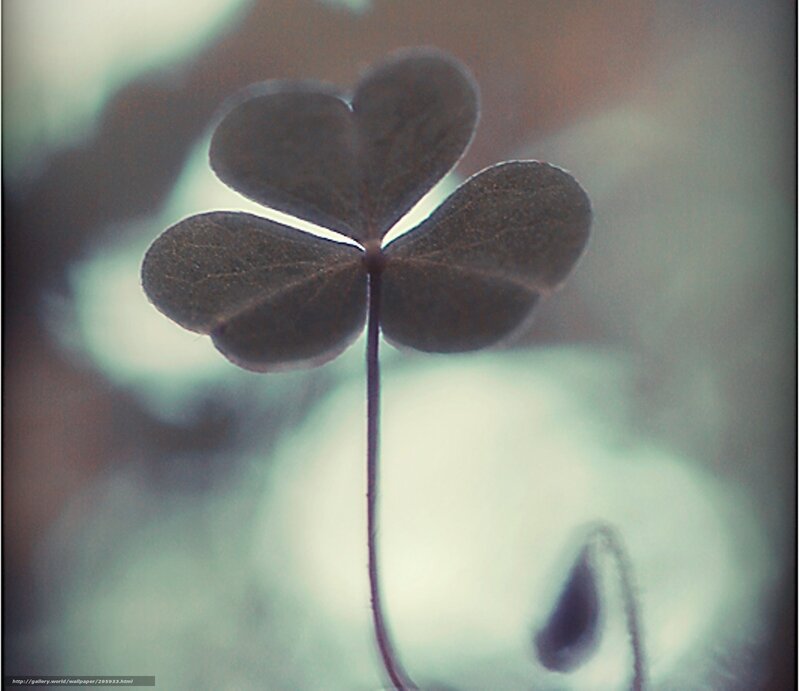 Four-leaf Clover — Green, Serene, Photograph, Stem, Blurry Background
