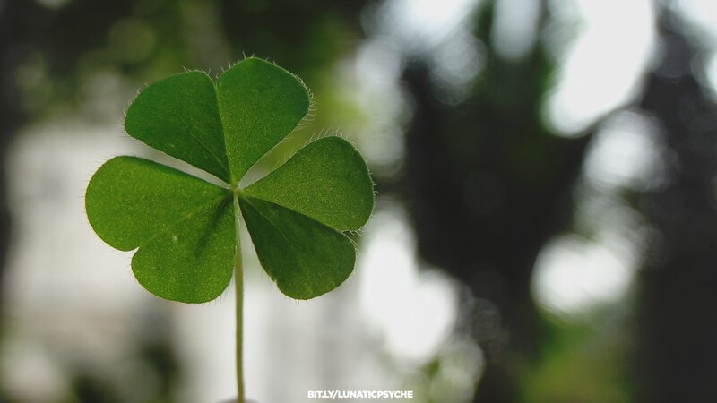 Four-leaf Clover — Green, Serene, Photograph, Stem