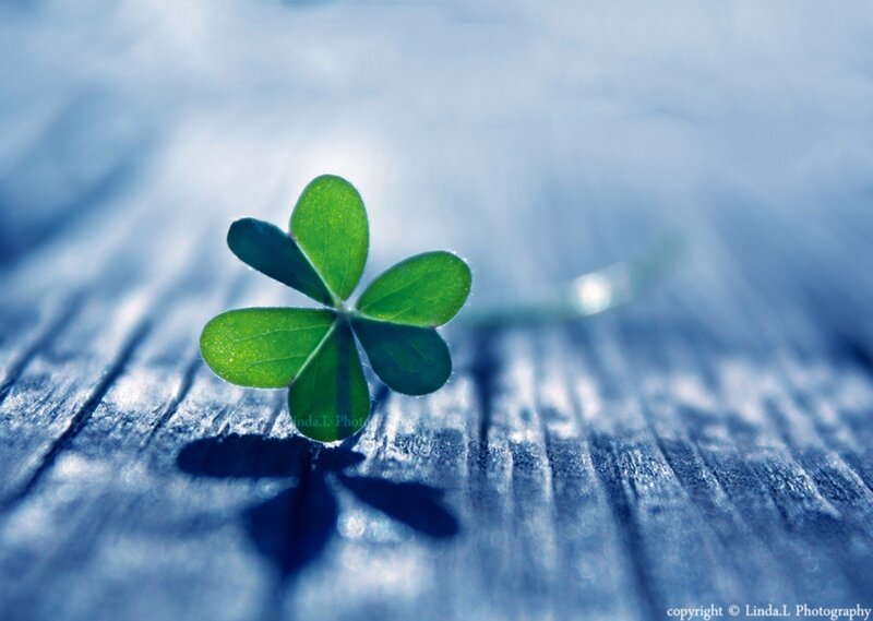 Four-leaf Clover — Green, Serene, Photograph, Wooden Surface