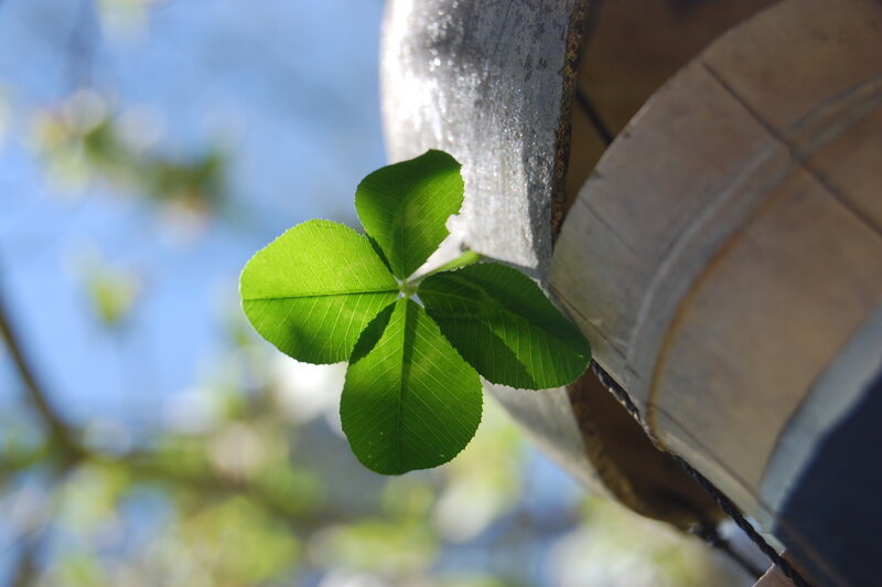 Four-leaf Clover — Green
