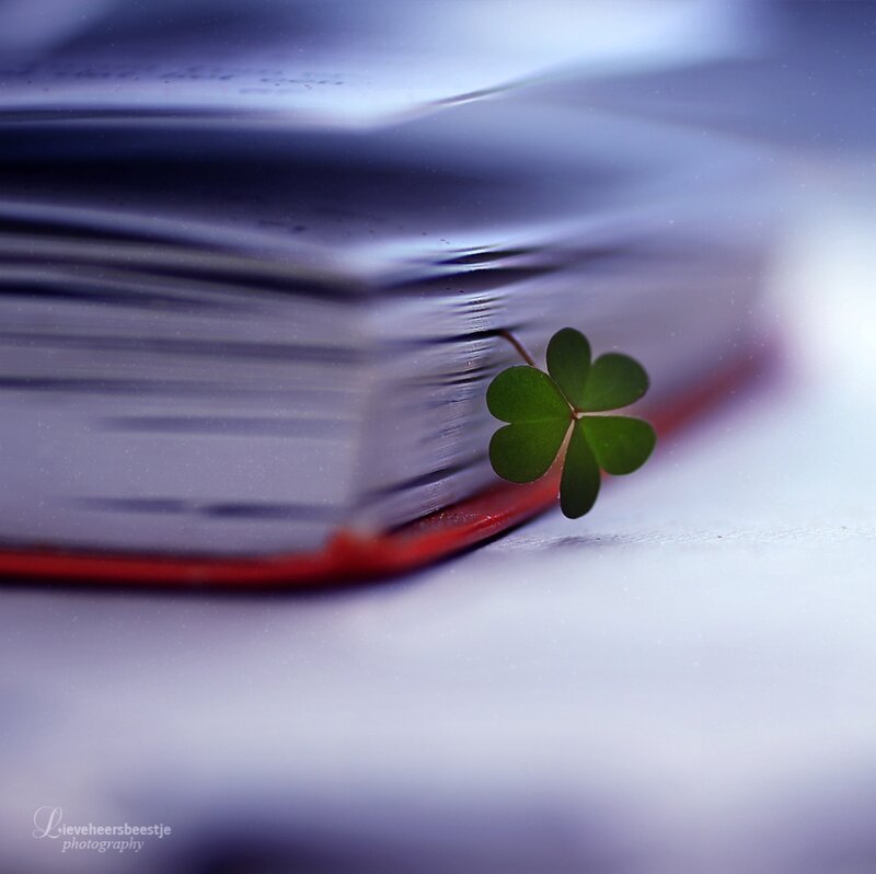 Four-leaf Clover in Book