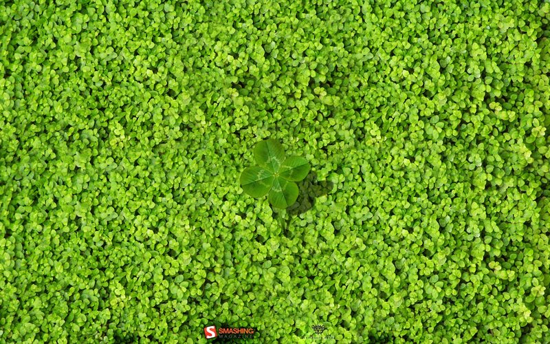 Four-leaf clover in green foliage
