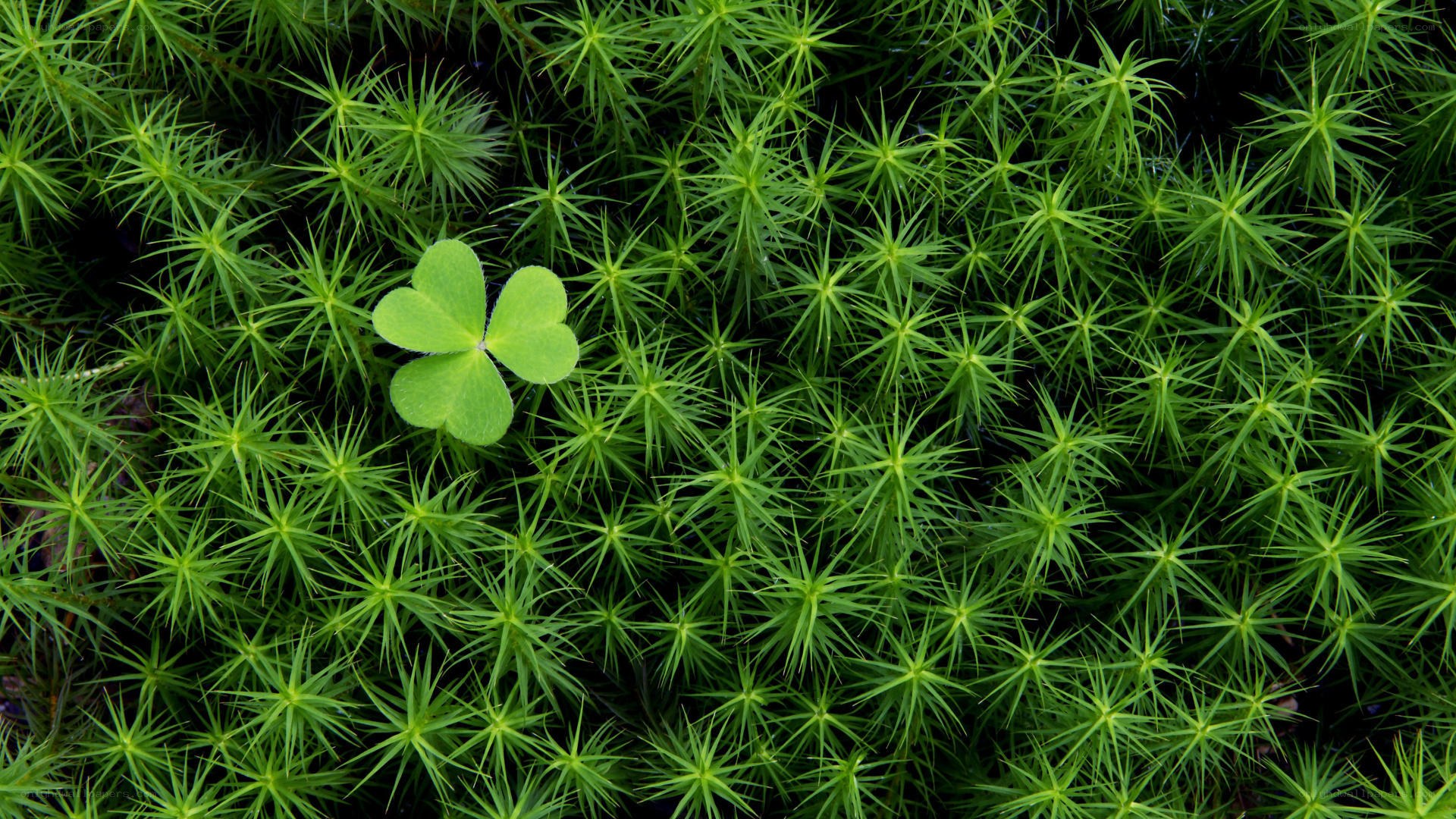 Four-leaf clover in moss