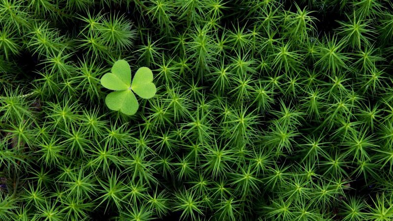 Four-leaf clover in moss