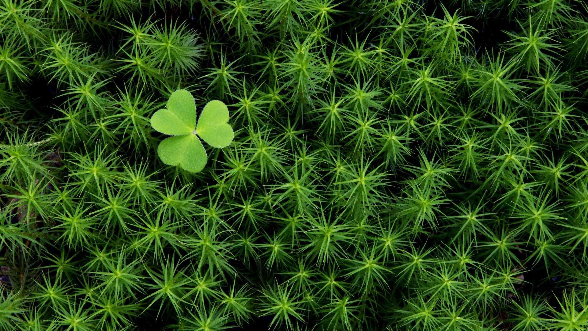 Four-leaf clover in moss