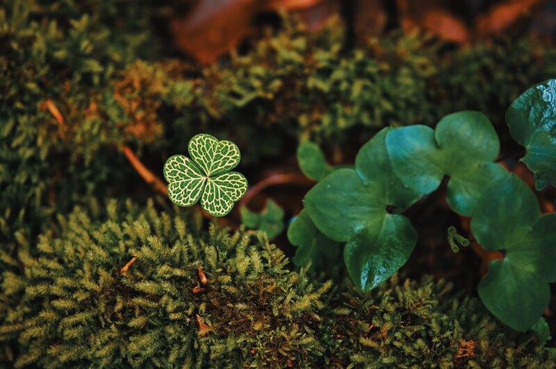 Four-leaf Clover in Moss — Green, Natural