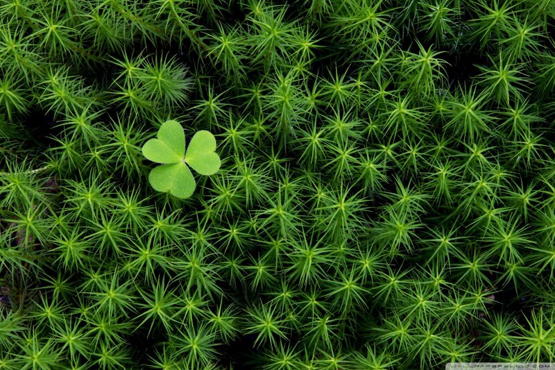 Four-leaf Clover in Moss — Green