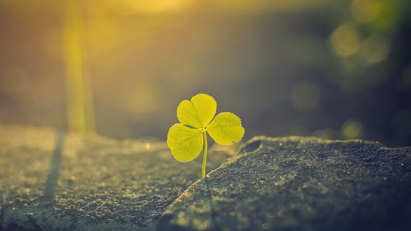 Four-leaf clover in sunlight