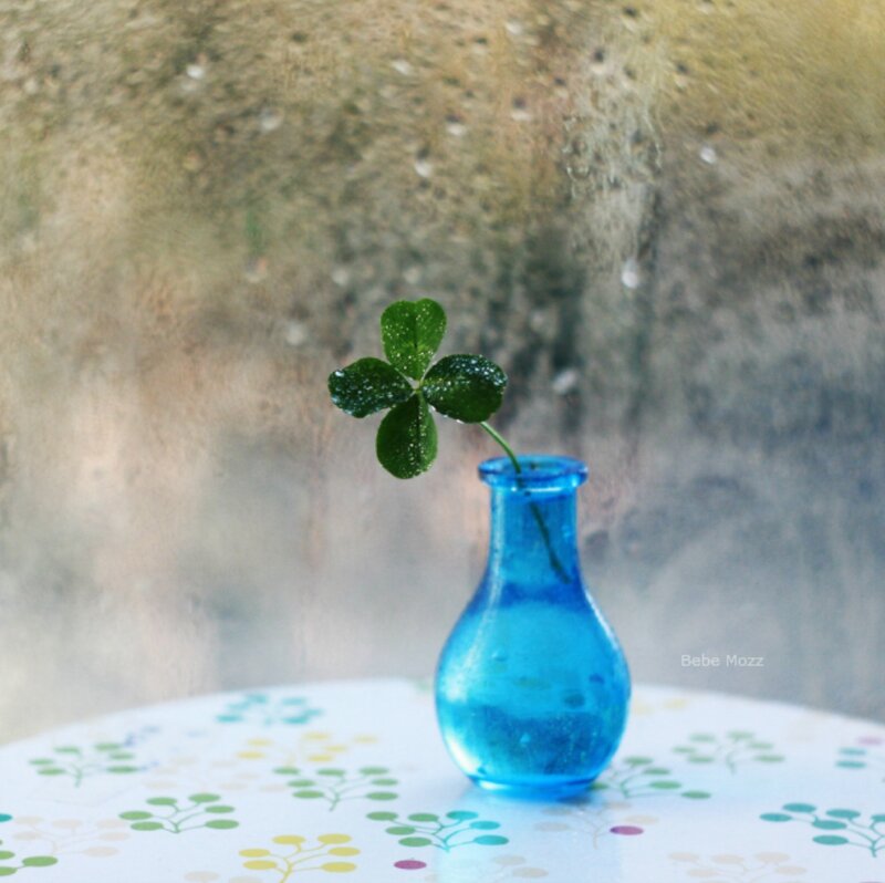 Four-leaf Clover in Vase