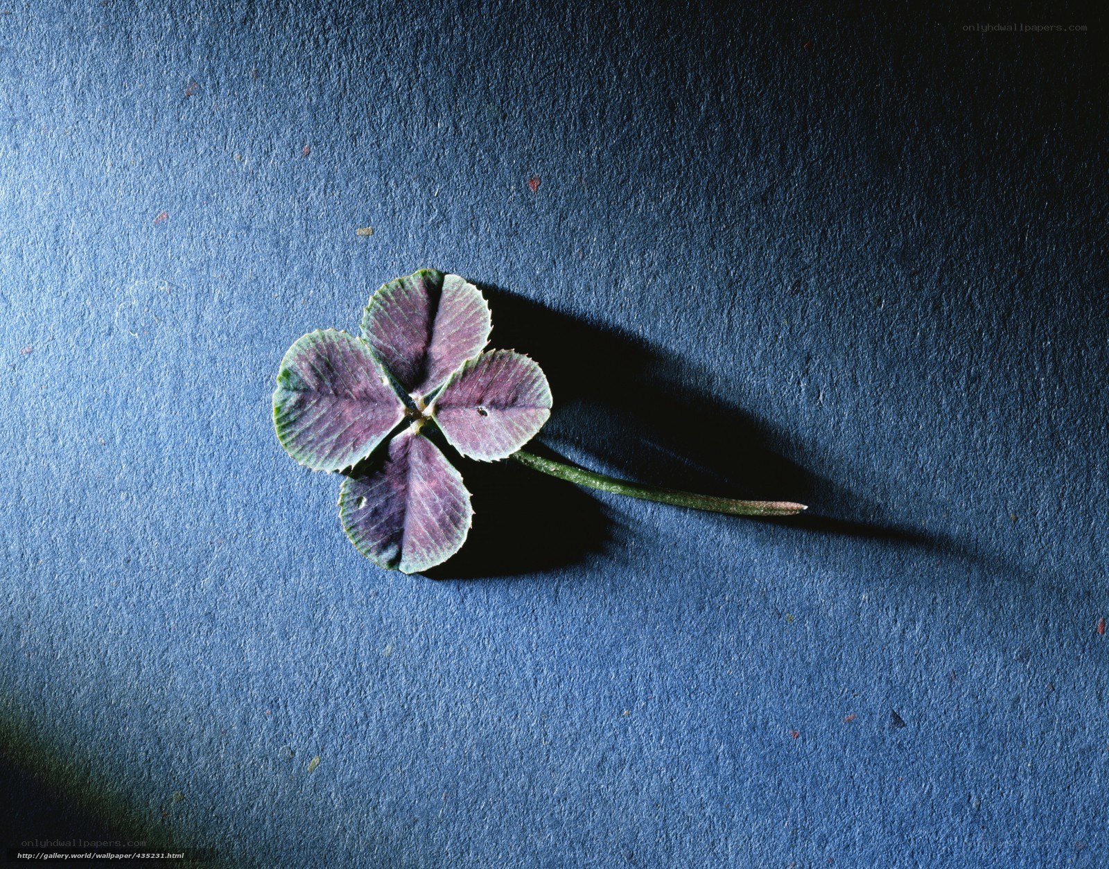 Four-leaf clover on blue paper