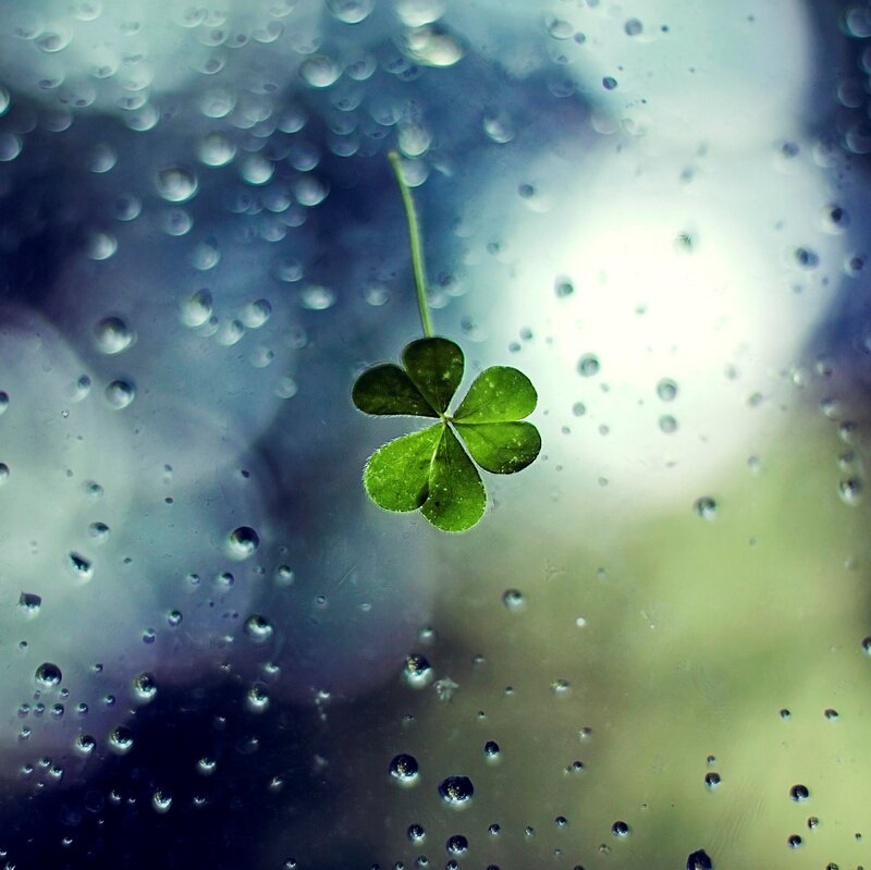 Four-leaf Clover on Glass