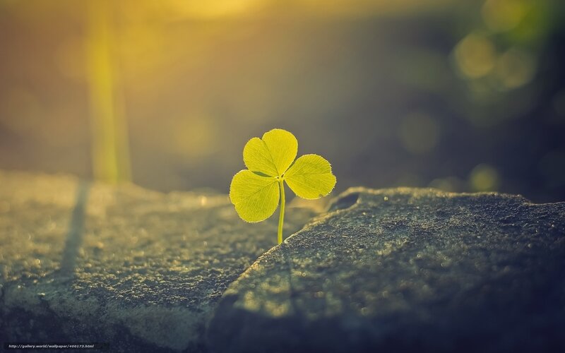 Four-leaf Clover on Stone — Green