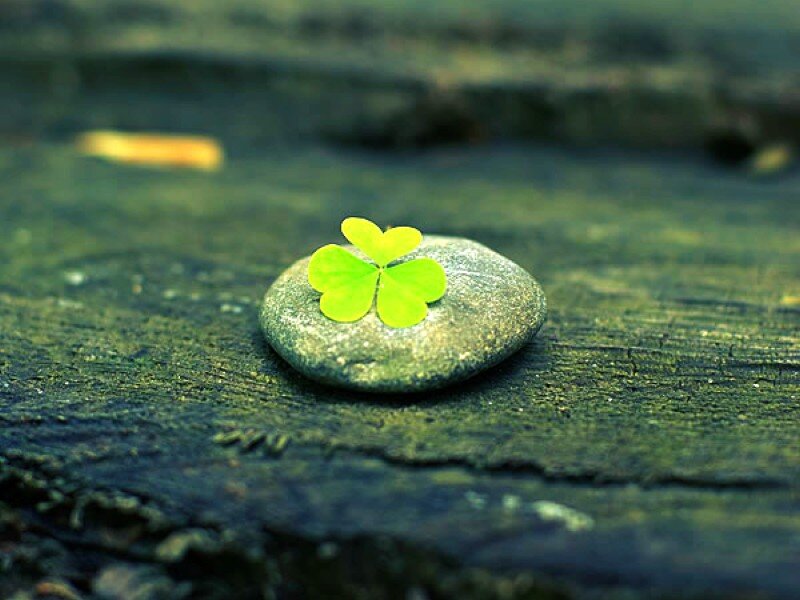 Four-leaf Clover on Stone