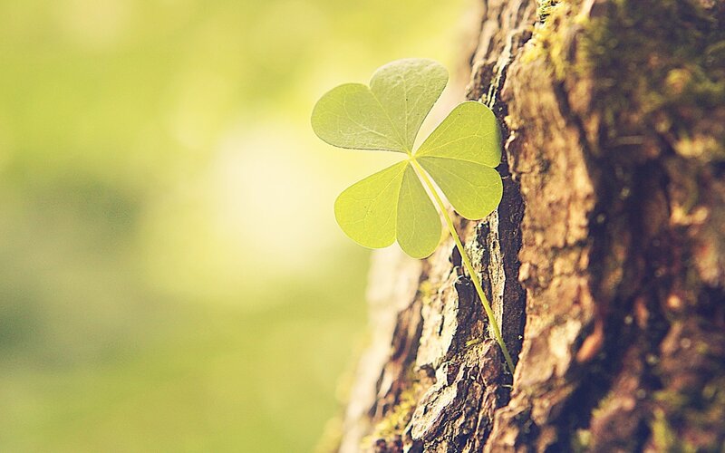 Four-leaf Clover on Tree