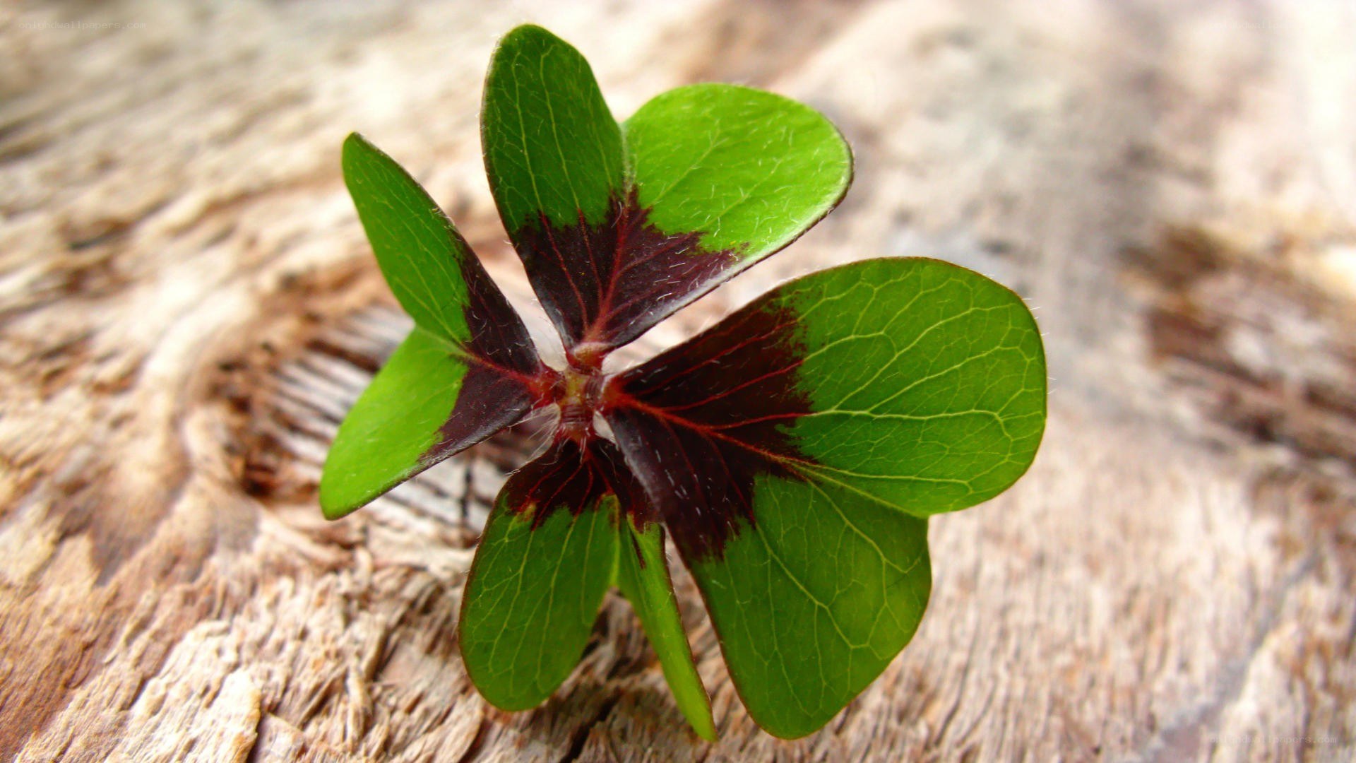 four-leaf clover on wood