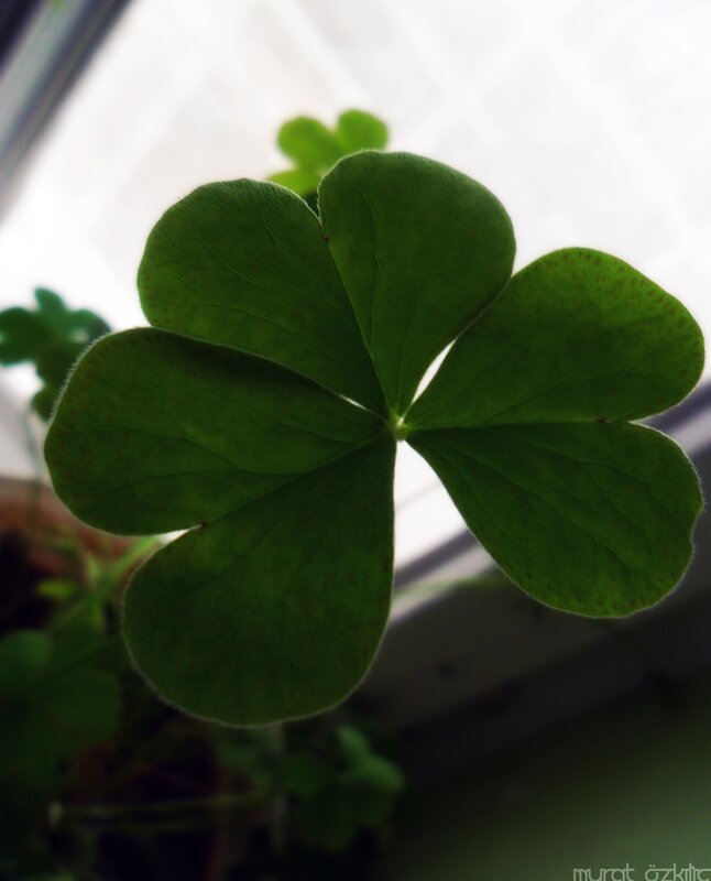 Four-leaf Clover Plant