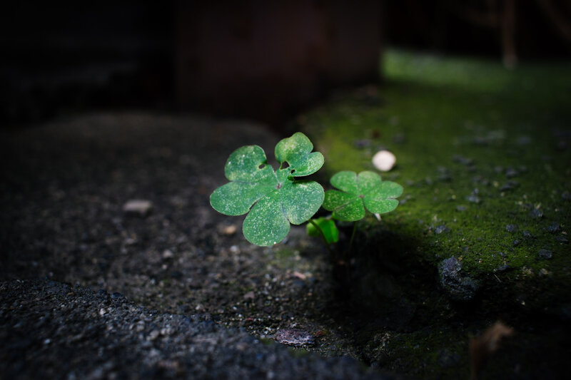 Four-leaf Clover Sprout — Green, Dramatic