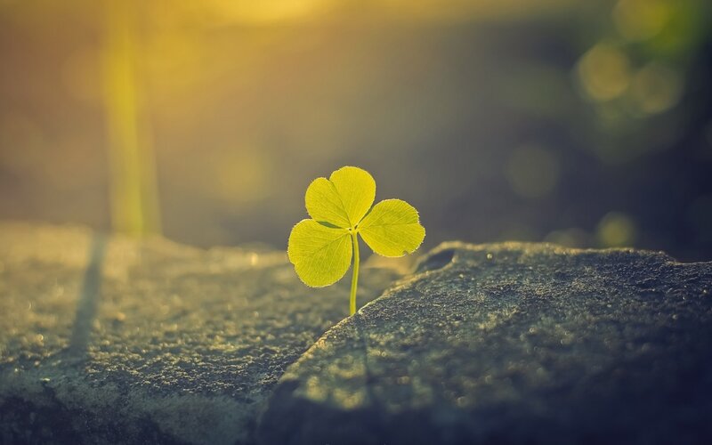 Four-leaf Clover Sprout — Green, Serene, Sunset