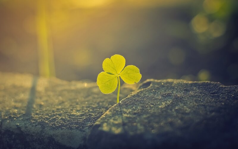 Four-leaf Clover Sprout — Green, Serene
