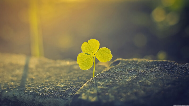 Four-leaf Clover Sprout — Green