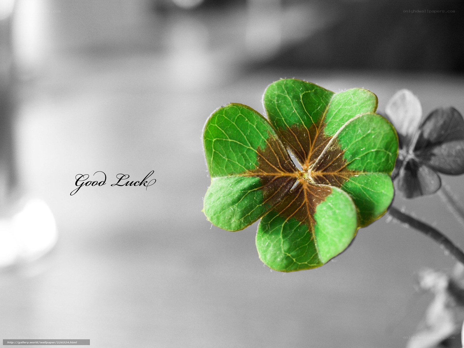 Four-leaf clover with good luck text