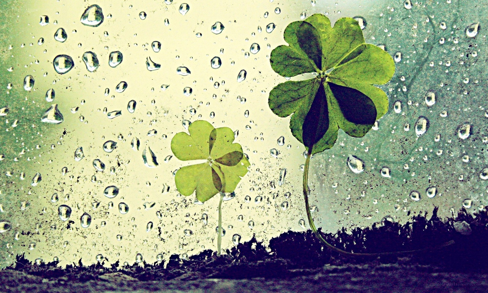 Four-leaf clovers on rainy glass