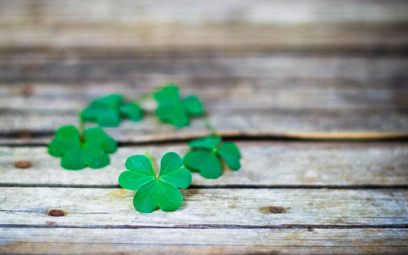 Four-leaf Clovers on Wood