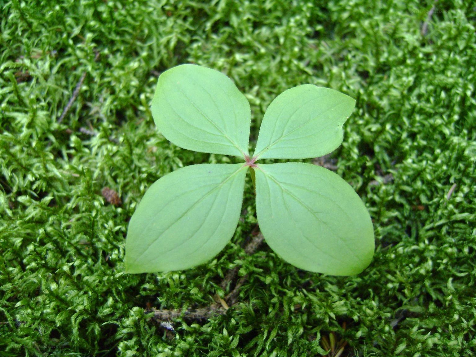 four-leaf plant on moss