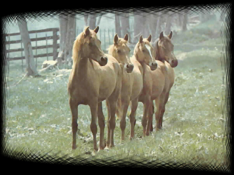 Four Light-brown Horses