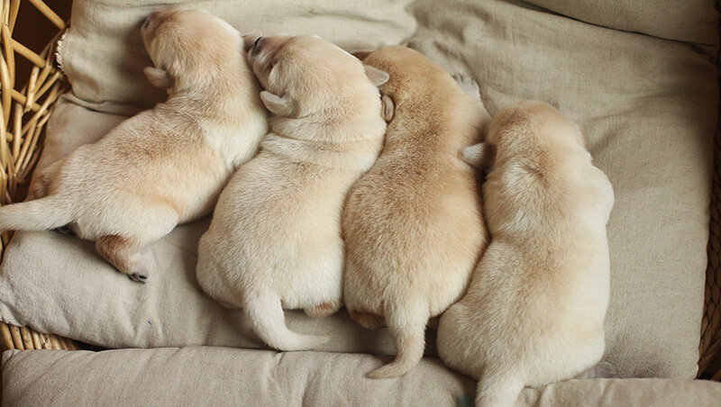 Four Light-colored Puppies