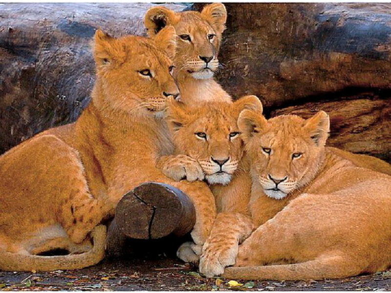 Four Lion Cubs — Brown