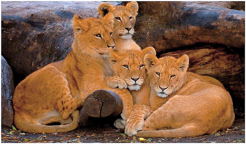 Four Lion Cubs