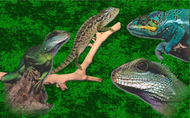 Four Lizards on Branches