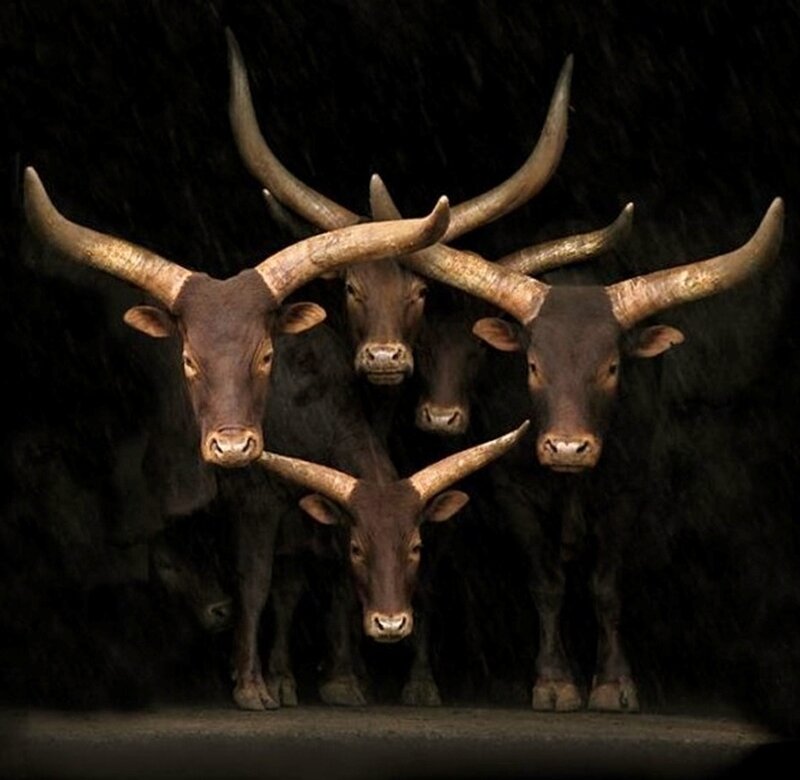 Four Long-horned Cattle