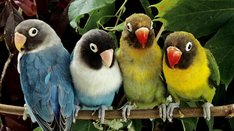 four lovebirds on a branch