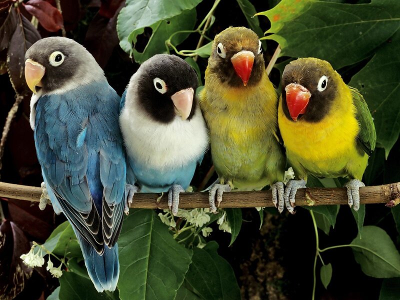 Four Lovebirds on a Branch — Blue, Calm
