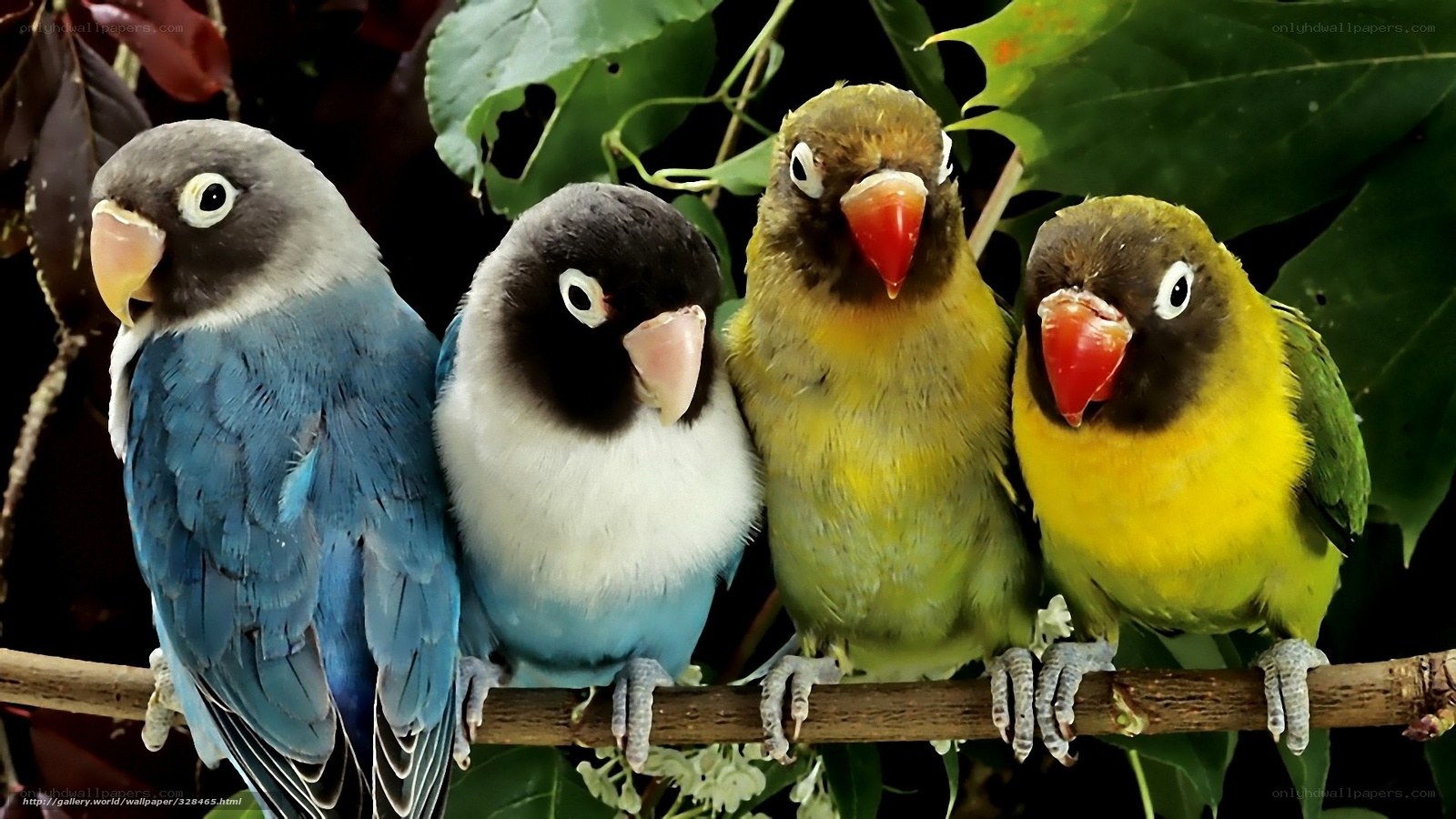 four lovebirds on a branch