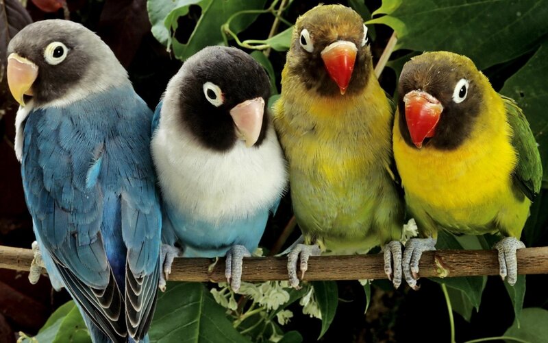 Four Lovebirds on Branch — Blue, Calm