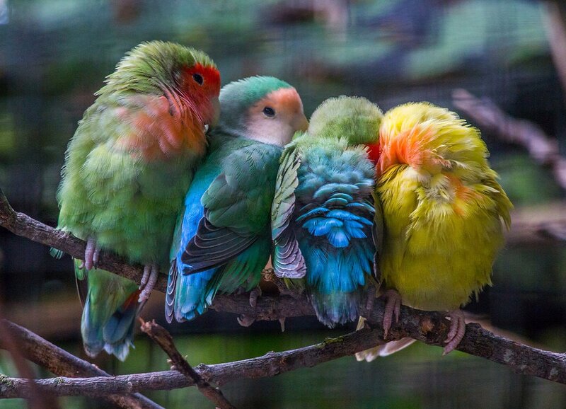 Four Lovebirds on Branch — Green, Calm, Photograph, Feathers