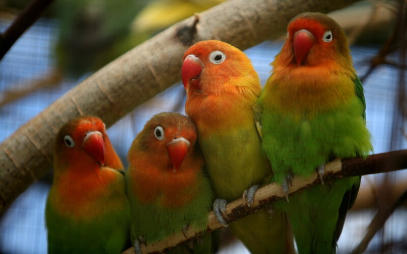 Four Lovebirds on Branch — Green