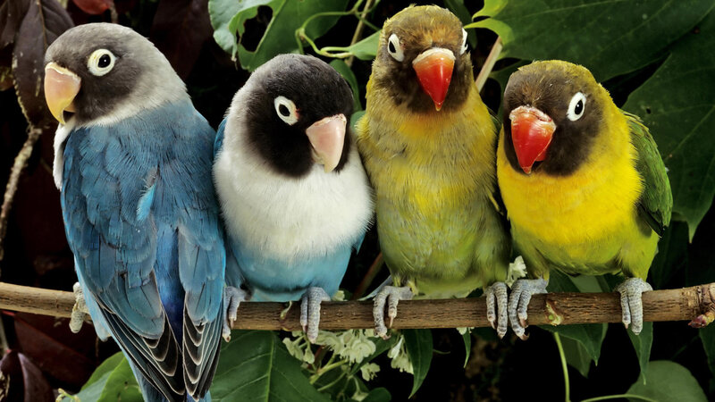 Four Lovebirds on Branch