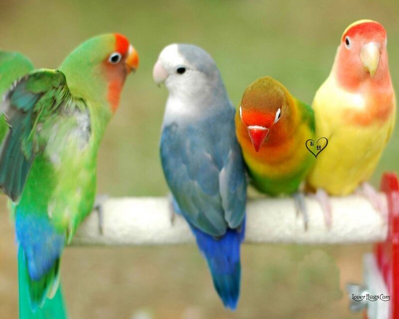 Four Lovebirds on Perch